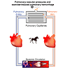 Pulmonary vascular pressures in standing and exercising horses and the mechanism of EIPH