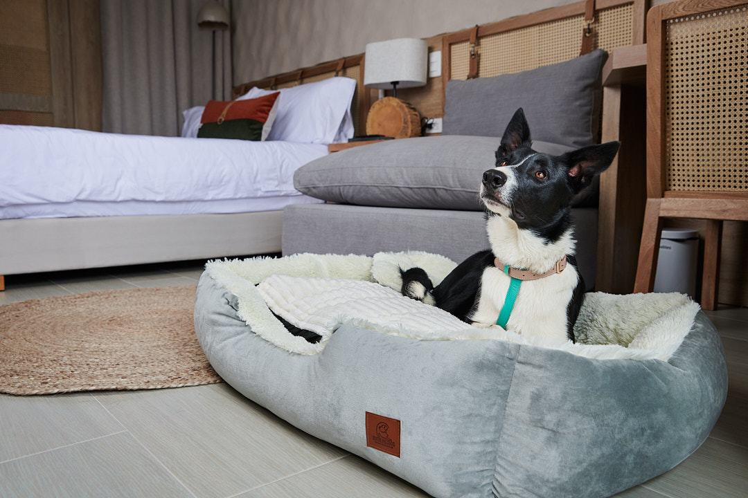 dog in landmark hotel room