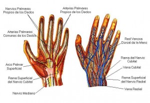 Venas de la mano