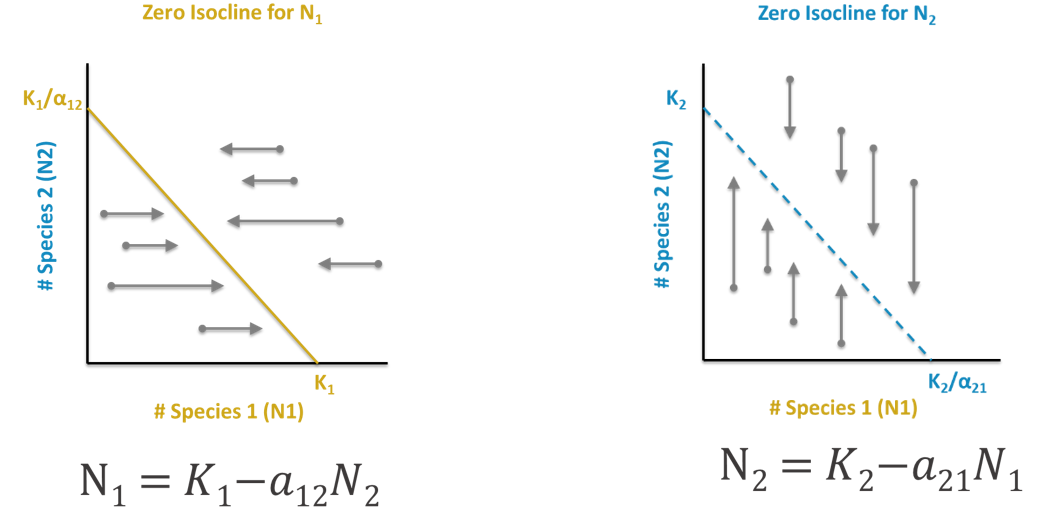 Two line graphs labeled “Zero Isocline for N subscript 1” and “Zero isocline for N subscript 2” have “Number of species 1 (N1)” on the x-axis and “Number of Species 2 (N2)” on the y-axis. The zero isocline for N subscript 1 has a negatively sloped line between the point “K subscript 1 divided by alpha subscript 12” on the y axis and “K subscript 1” on the x-axis. Below is the equation from above: “N subscript 1 equals K subscript 1 minus the product of alpha subscript 12 and N subscript 2”. Arrows are shown pointing laterally at the isocline from both sides. The zero isocline for N subscript 2 has a negatively sloped line between the point “K subscript 2” on the y axis and “K subscript 2 divided by alpha subscript 21” on the x-axis. Below is the equation from above: “N subscript 2 equals K subscript 2 minus the product of alpha subscript 21 and N subscript 1”. Arrows are shown pointing vertically at the isocline from above and below.