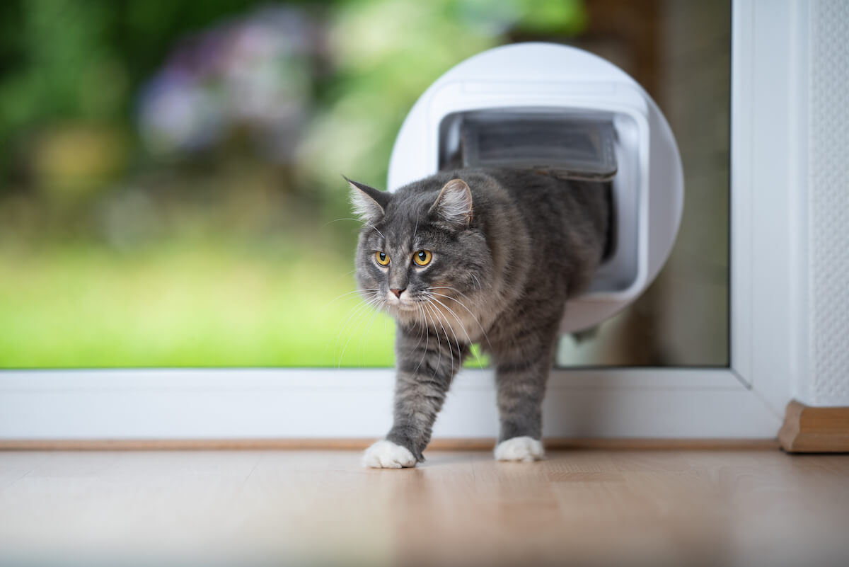 cat in cat flap