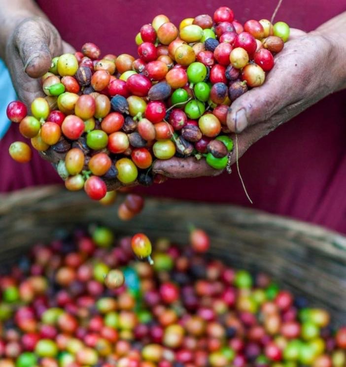 Nicaraguan Coffee Worker Holding Picked Coffee Cherries