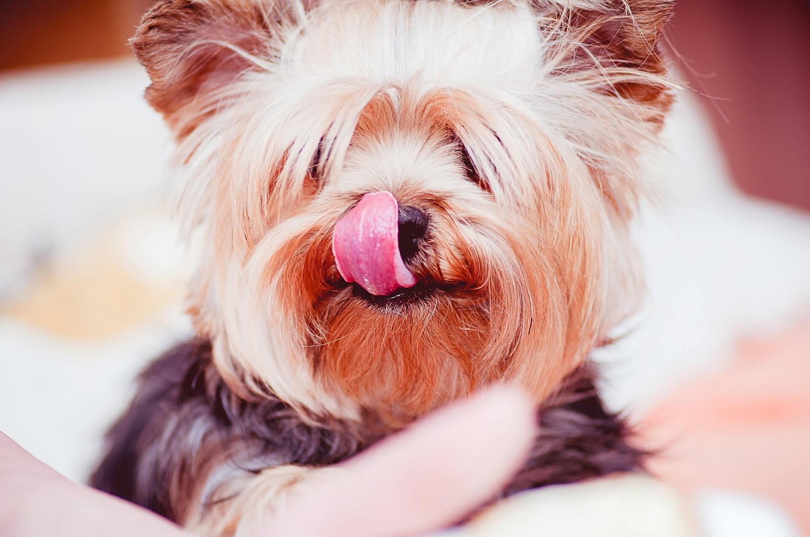 Why Do Yorkies Lick So Much?
