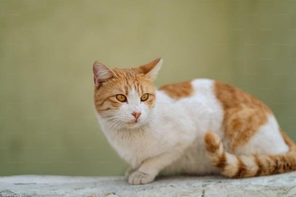 a cat with white and brown fur