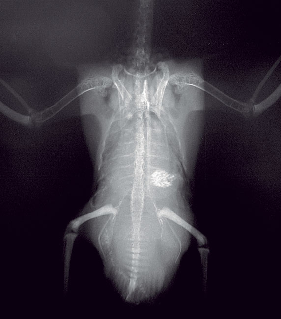 Ventrodorsal radiograph of a cockatiel hen with reproductive-associated coelomitis
