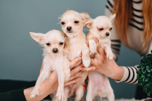 Best Practices for Socializing and Raising Chihuahua Puppies