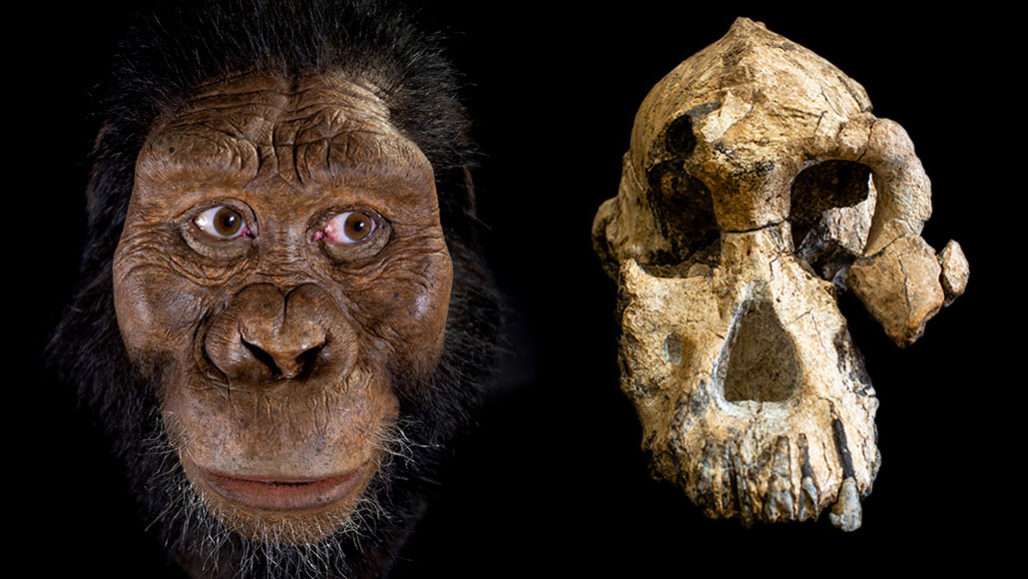 A hominid skull fossil reveals the face of Lucy's possible ...