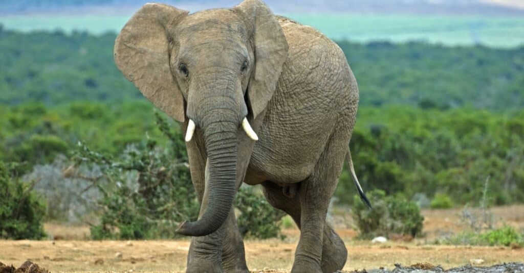 مرگبارترین حیوان جهان: فیل ها