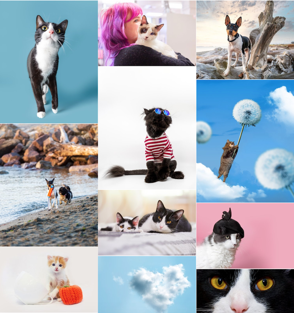 Cat and animal photographer Svetlana Popova approached Wonderful Machine interested in our Creative Coaching service. Consultant Gaby Heit worked with her to rediscover her confidence and define her website.
