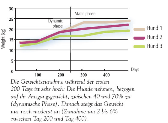 Gewichtsentwicklung bei drei Fettreich ernährten Beaglen