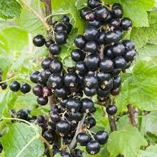 خرید و قیمت انگور فرنگی سیاه از غرفه بهترین گیاه | باسلام