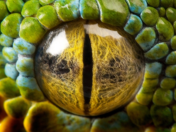 Beautiful-Animal-Colorful-Eyes-Snake.jpg