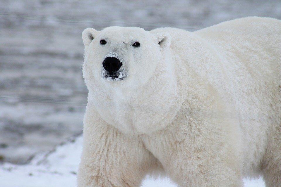 Polar Bear, Arctic, Wildlife, Snow, Wild, Carnivore