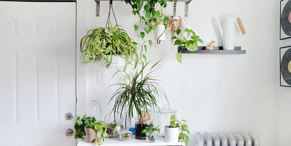 decorar con plantas revista elle decor