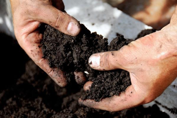 Тип почвы: как узнать и зачем это надо