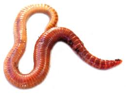 Image result for worm