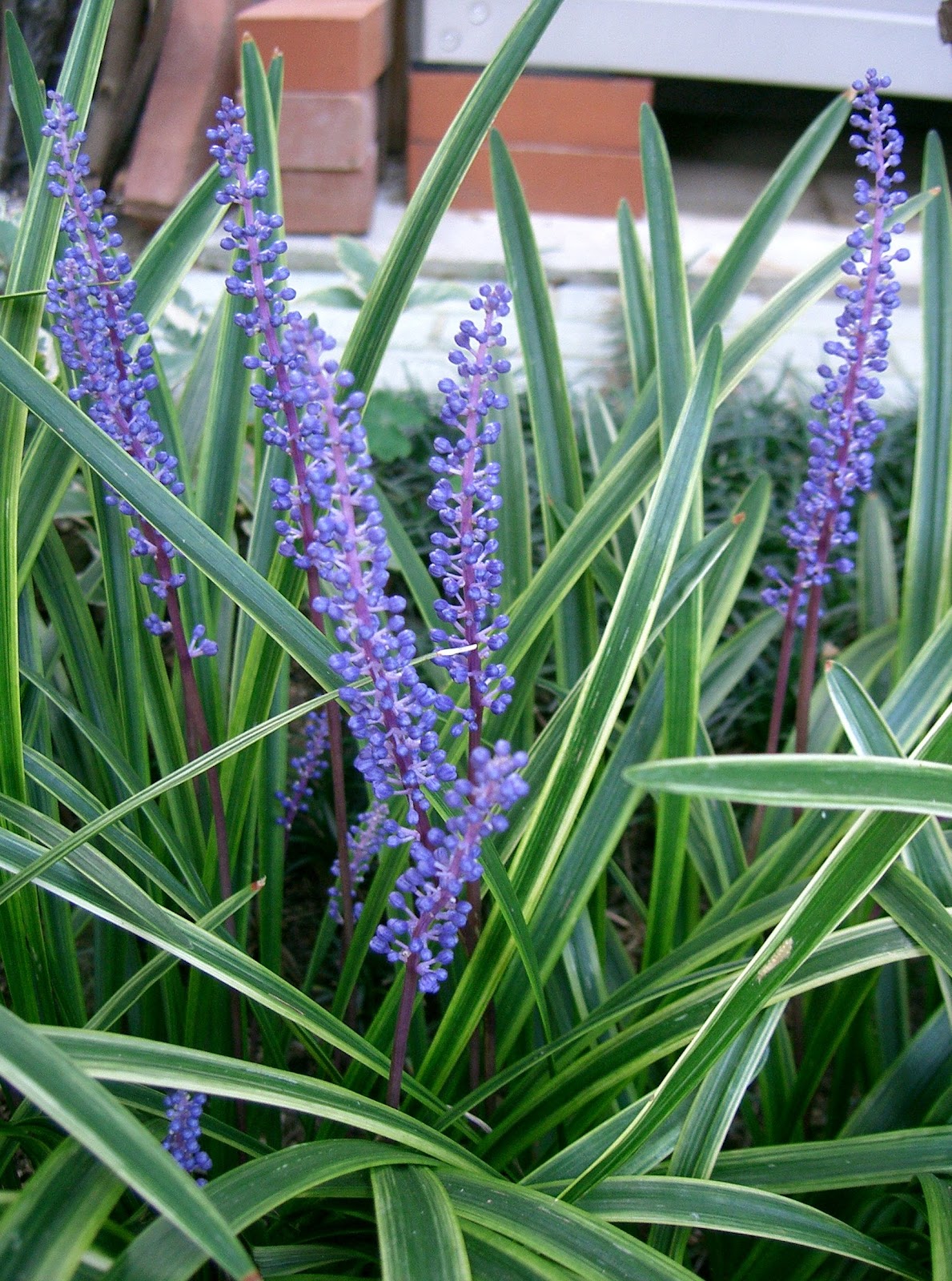 https://upload.wikimedia.org/wikipedia/commons/b/b5/Liriope_muscari2.jpg