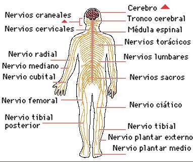 Image result for • El sistema nervioso