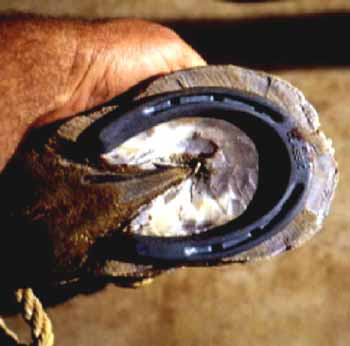 Ventral view of a Mammoth foot with a commercial shoe placed for nails to enter the white line. Note the amount of wall that extends beyond the shoe.