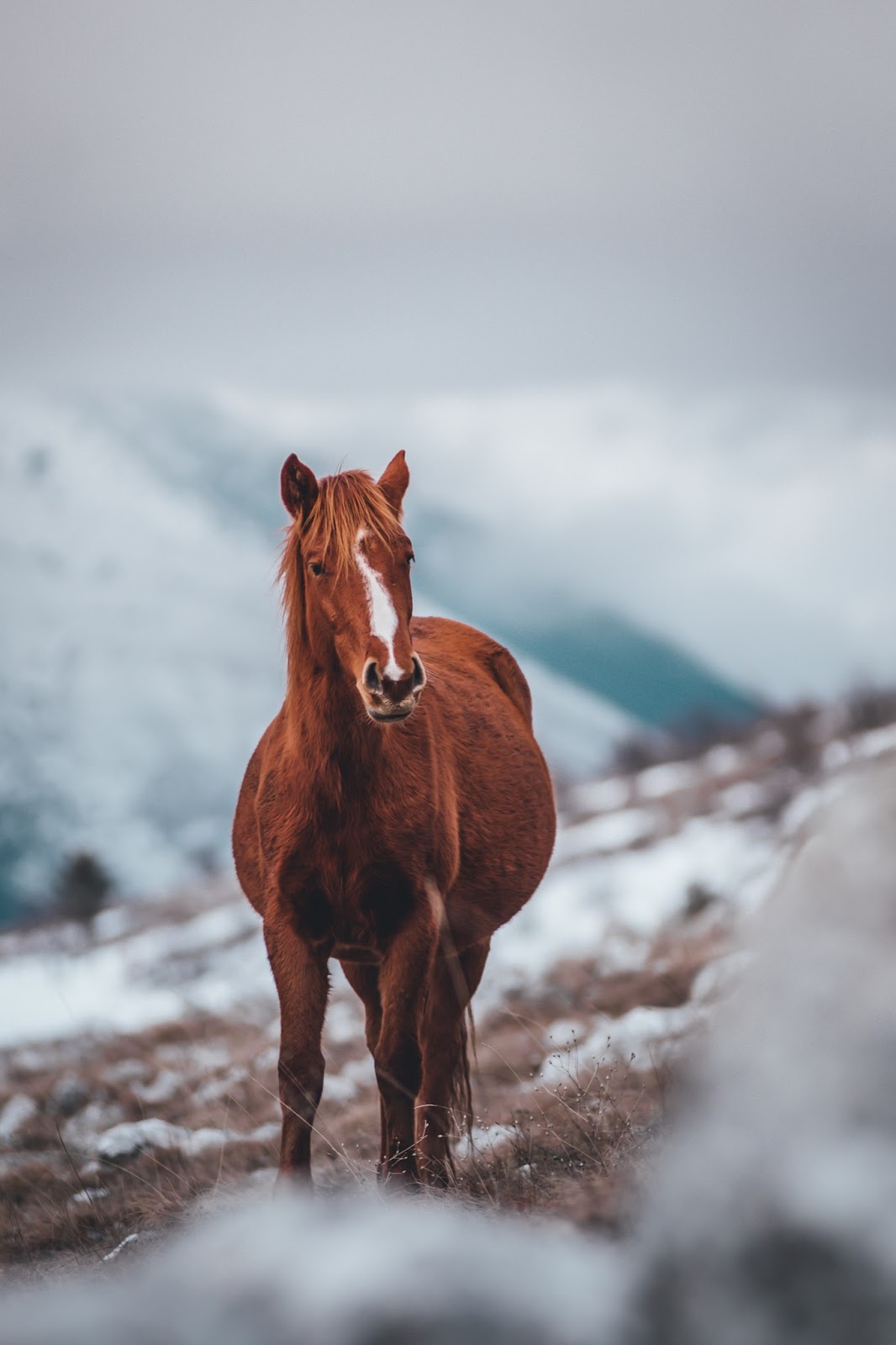 Healthy chestnut horse with blaze stands in winter field 