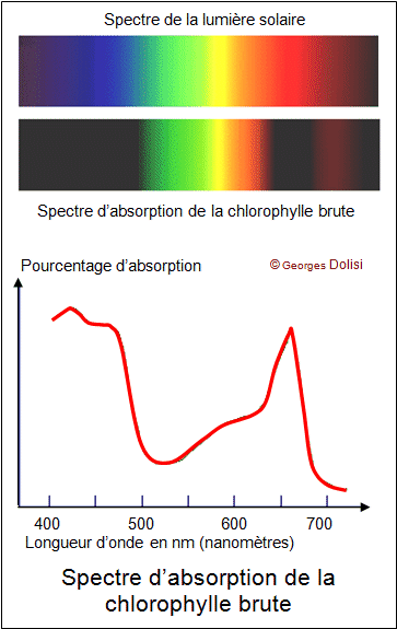 File:Spectre chlorophylle brute.gif