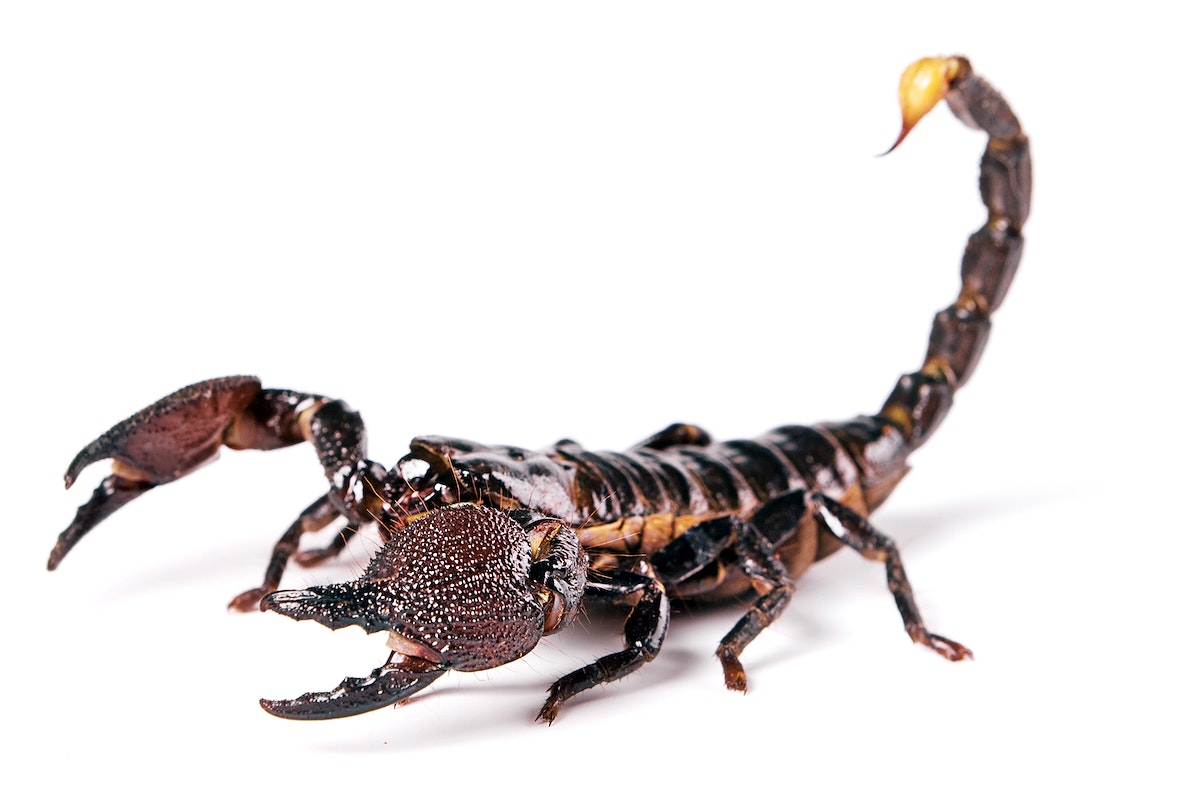 Scorpions