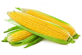 Image result for corn