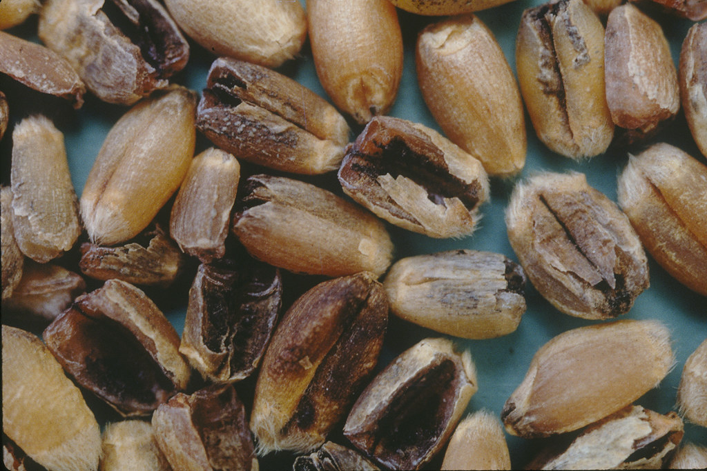 Karnal Bunt, common disease in wheat 