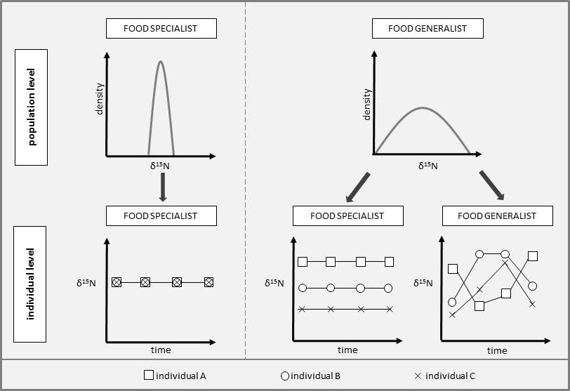 On the left, food specialists at the population level have a high density curve over a small range of Nitrogen 15 to nitrogen 14 isotope ratios. At the individual level, the ratio for all individuals is the same constant value over time. On the right, food generalists at the population level have a lower density curve over a wider range of nitrogen isotope ratios. Specialists within the generalist population have different individual ratios that remain constant over time. Generalists within the generalist population have variable isotope ratios between individuals and over time.