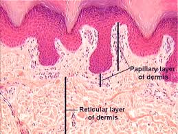 dermis papillary stratum epidermis basale reticular papilar rebordes hipodermis clearly integumentary lab