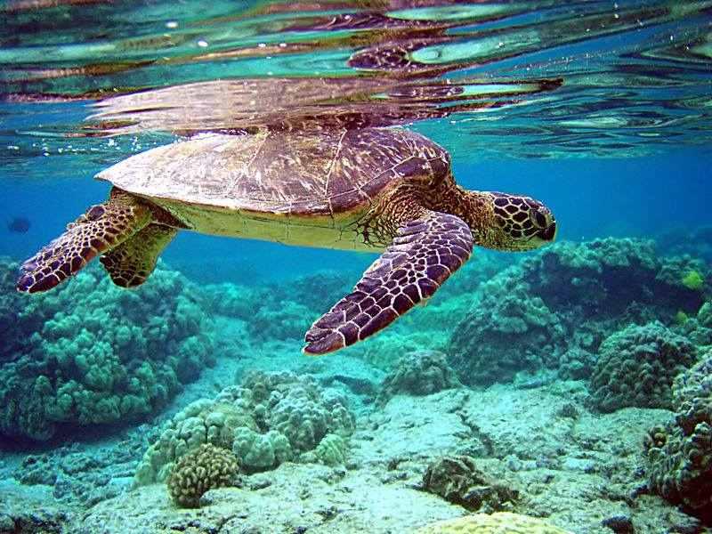 Image result for hòn bảy cạnh côn đảo