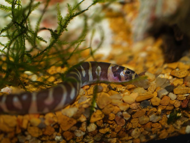 Kuhli loach in tropical aquarium