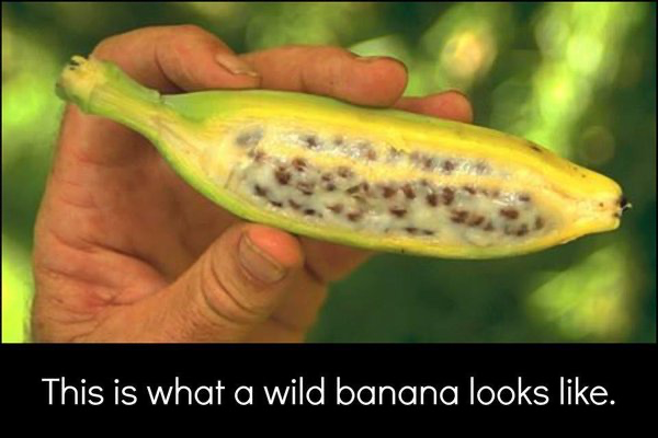 A banana before we GMO’d them.