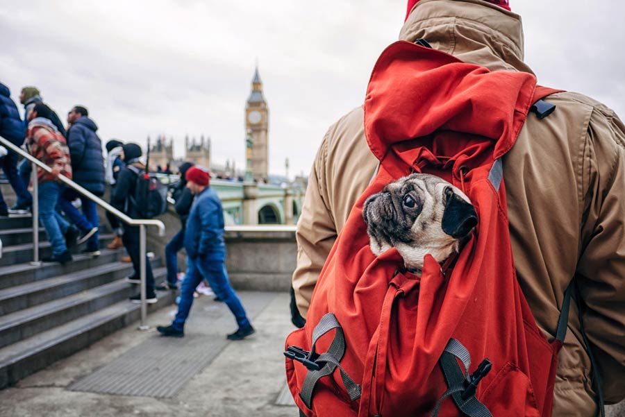 Perro dentro de mochila en Londres 