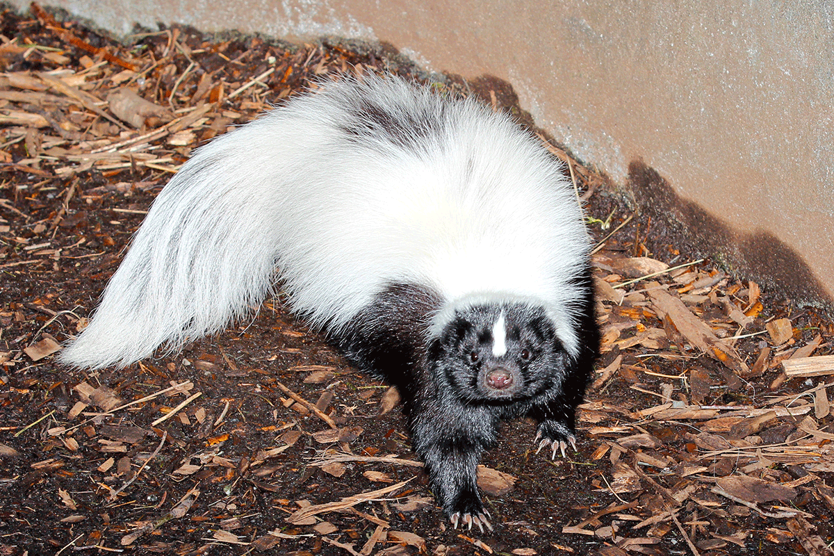 Can You Have Pet Skunks