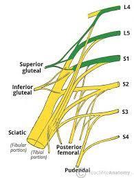 The Sacral Plexus - Spinal Nerves - Branches - TeachMeAnatomy