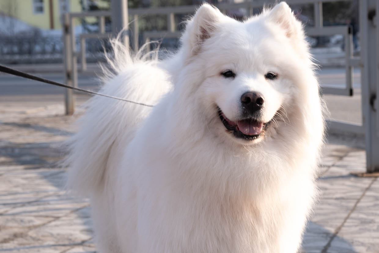 A low angle shot of an American Eskimo Dog on a leash. He is looking at the camera and looks like he is smiling.