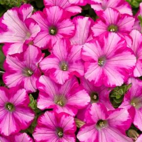 Supertunia® Raspberry Blast® - Petunia hybrid