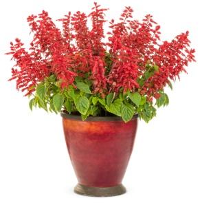 Image result for salvia ablazin tabasco