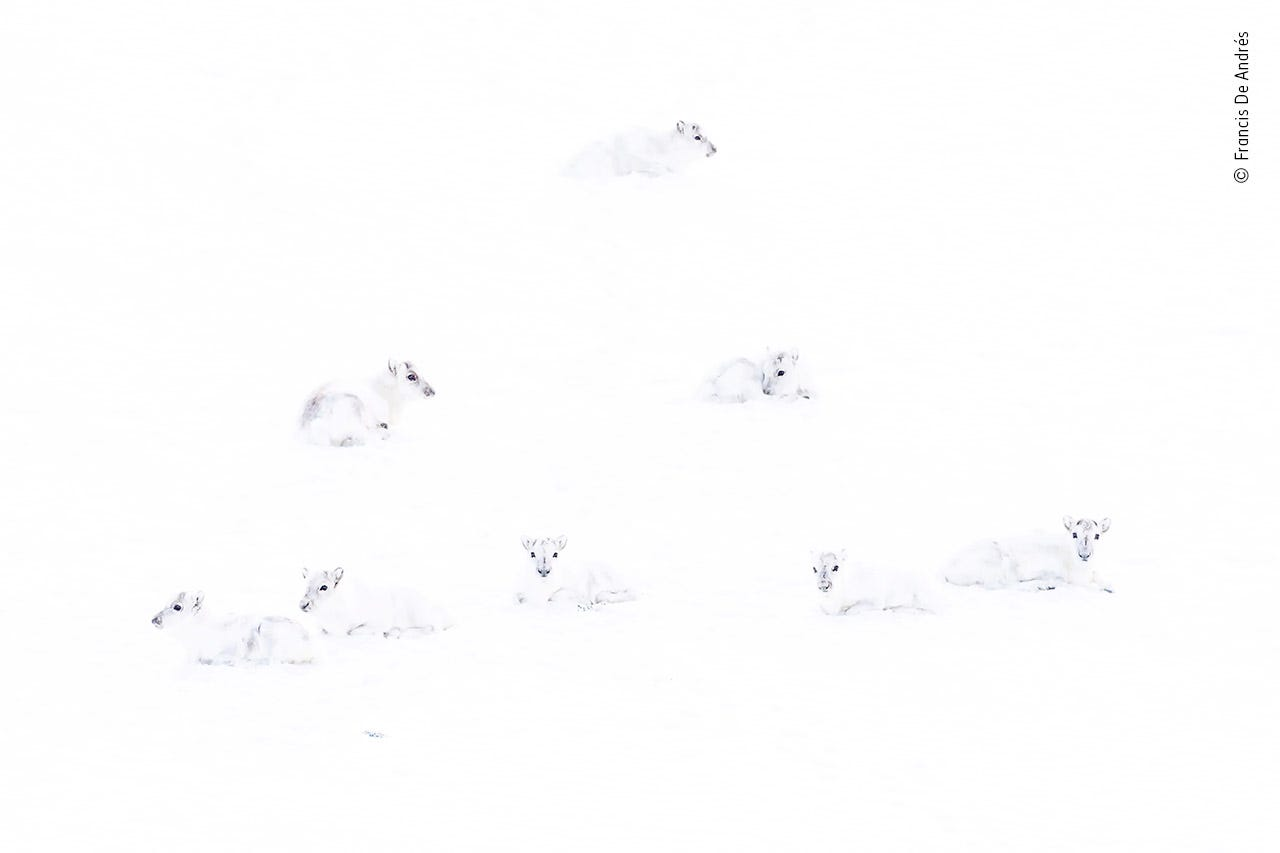 Imágenes-impresionantes-animales-seres-vivos-humanos-