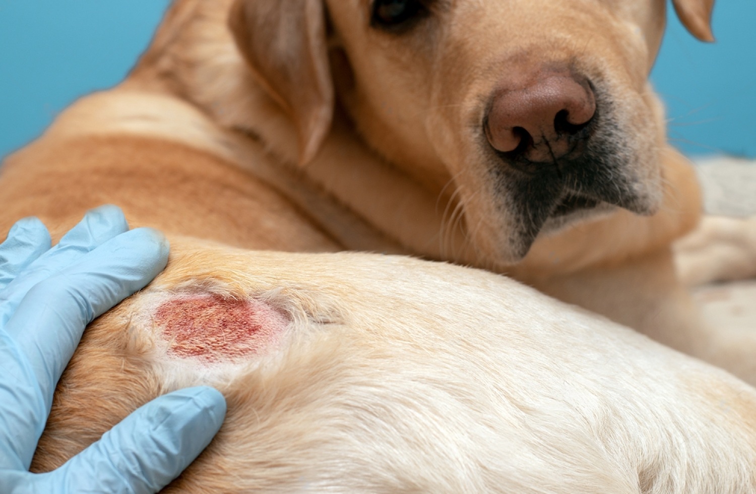Dog Wound Healing Stages Pictures, How Does It Help? 5 0xr uZRBs70BtLYdPvLXu4hw