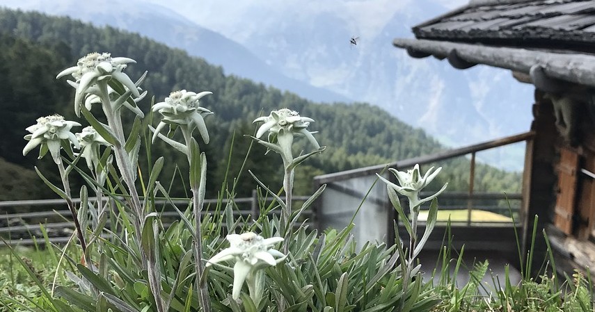 Fakta Bunga Edelweis - Bisa tumbuh hingga 8 meter
