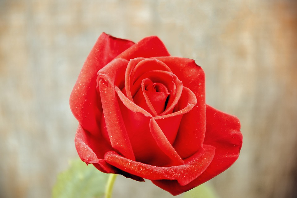 love rose.jpg