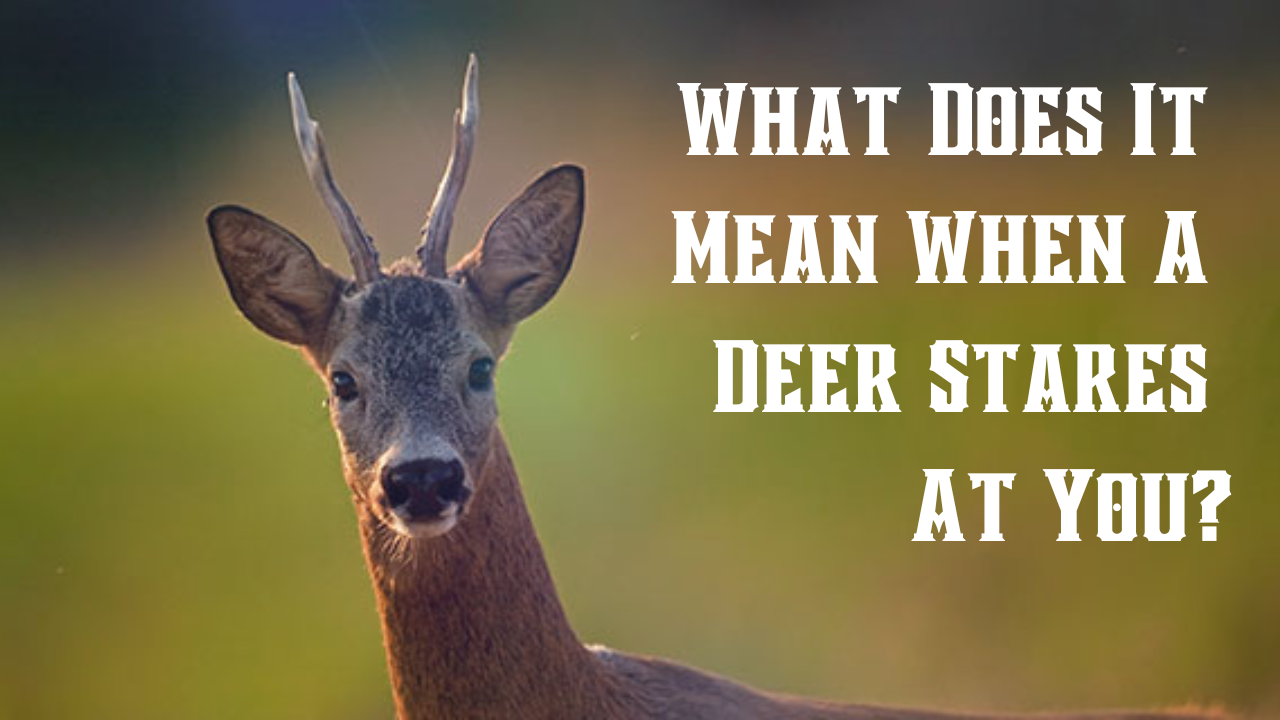What Does It Mean When A Deer Stares At You