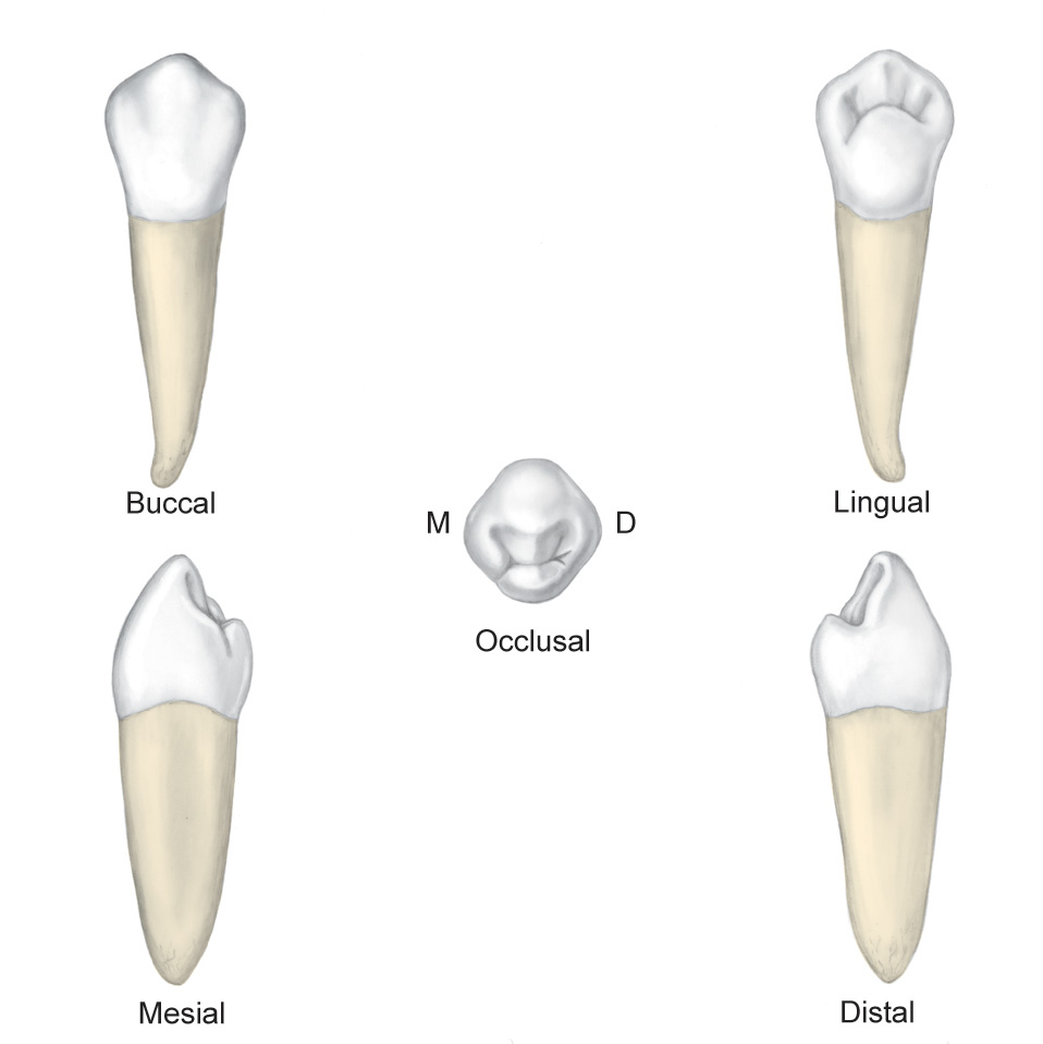 Morpho 105 copy - austin dental careers
