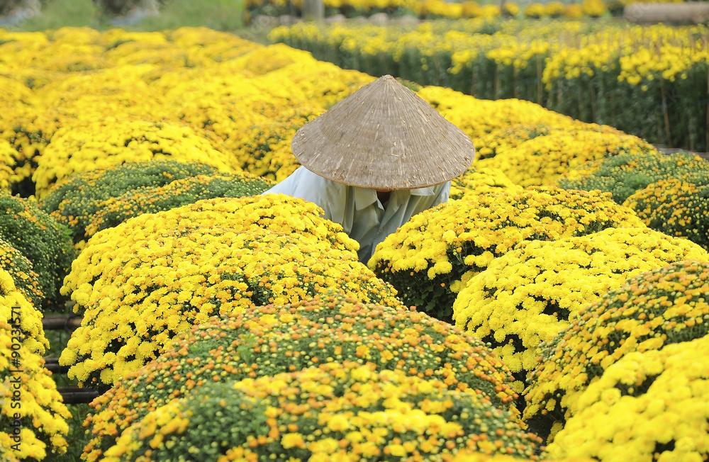 Nông dân thu hoạch trên cánh đồng hoa nổi huyện Sa Đéc, tỉnh Đồng Tháp, miền Nam Việt Nam.  Sa Đéc là một trong những vựa hoa lớn nhất khu vực ĐBSCL.
