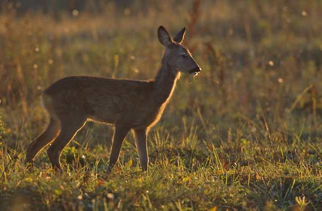 Capreolus_capreolus_(Marek_Szczepanek).jpg