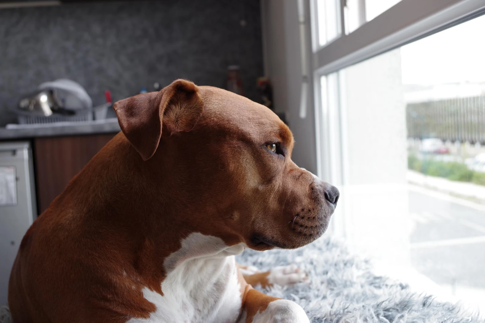 Pitbulls: Are They Good Family Dogs?