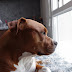 Pitbulls: Are They Good Family Dogs?