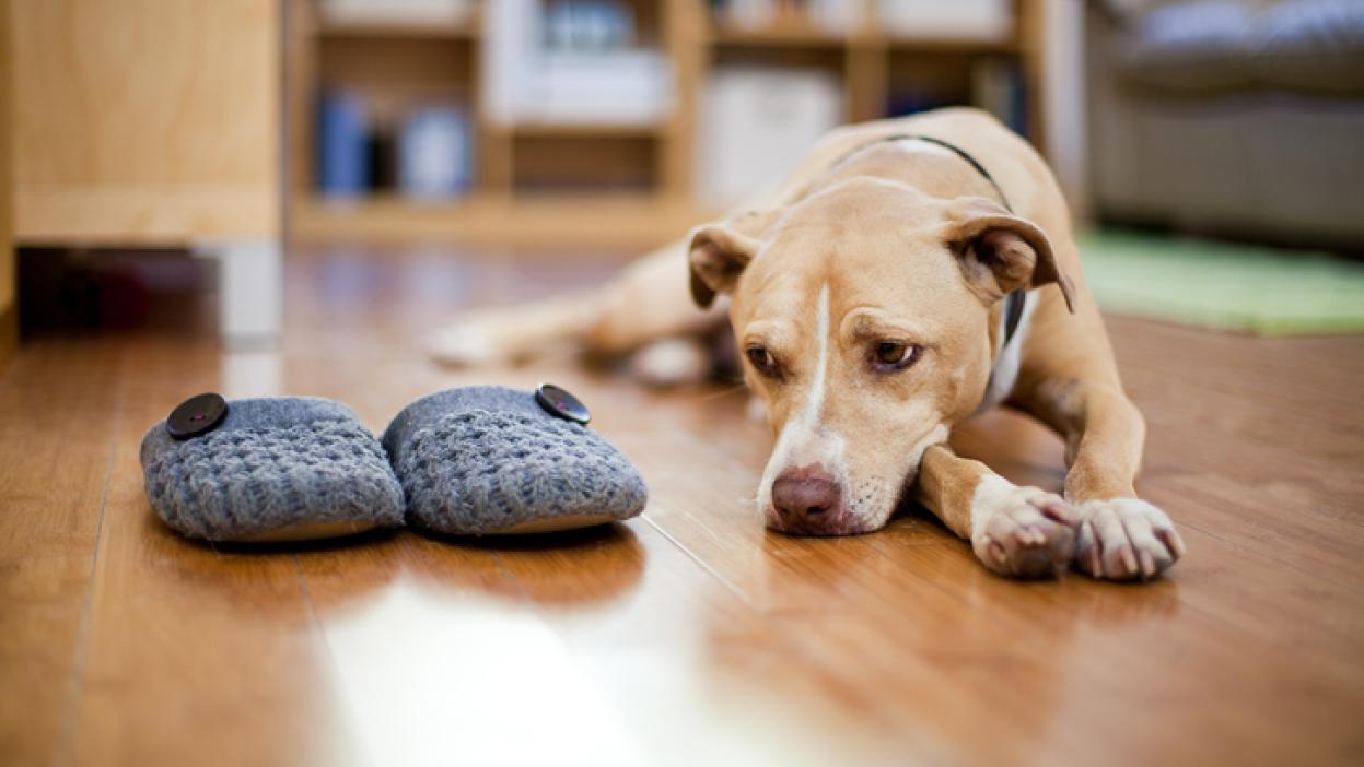 Dog separation anxiety: What to know and how to help fix it 